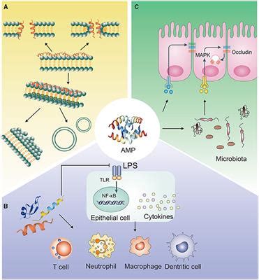 Frontiers Antimicrobial Peptides In Gut Health A Review