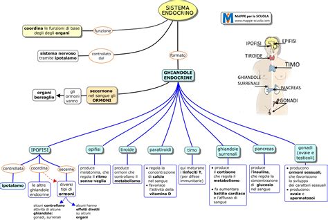 Le Corps Humain Image Sistema Endocrino Hot Sex Picture