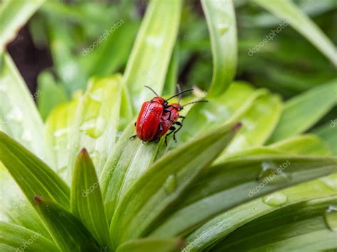 Macro Disparo De Dos Escarabajo Lirio Escarlata Adulto Lilioceris