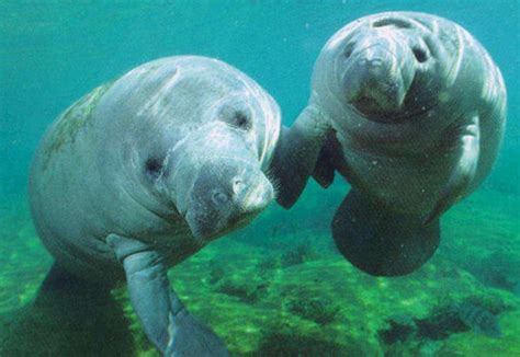 Why are the Manatees in Trouble? – Caribbean Spice Belize