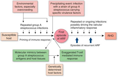 Acute Rheumatic Fever Thoracic Key