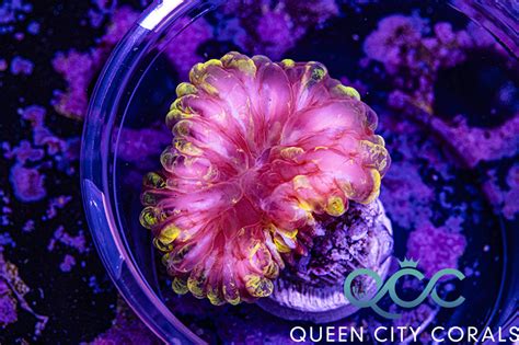 HOT Bubble Gum Pink W Yellow Splatter Cynarina WYSIWYG Queen City Corals