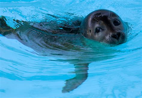 Injured Seal Pup Learns to Live Without Flipper | Weather.com