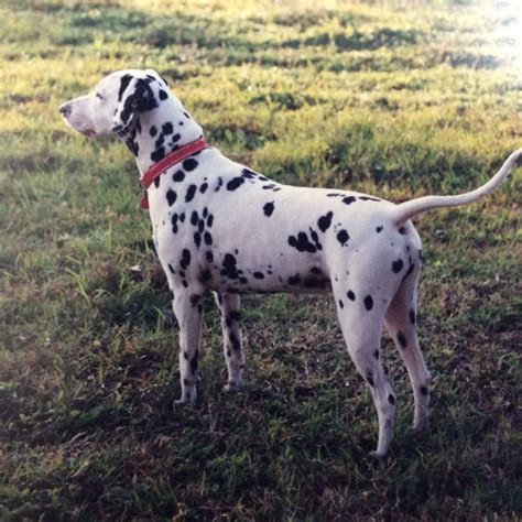 Dalmatian Spencer Horse Painting Dalmatian Doggy