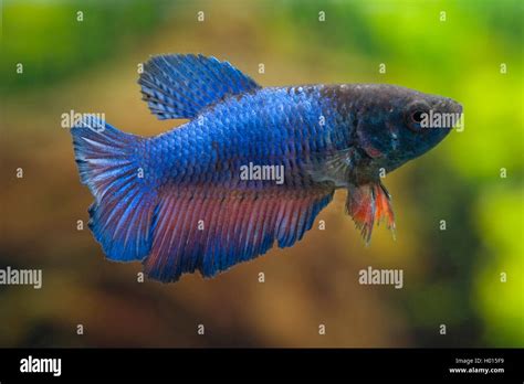 Blue Female Betta Fish