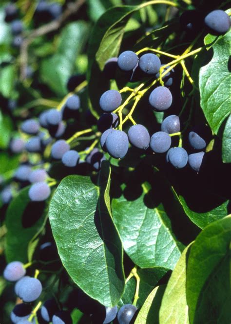 Chionanthus Retusus 10 Seeds Flowering Chinese Fringe Tree