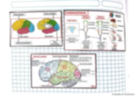 Solution Sistema Nervioso Cerebro Y Lobulos Studypool