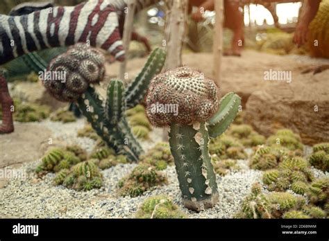 Cactus, Succulents in different types of saplings and succulents Stock ...