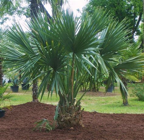 Polynesian Produce Stand DWARF BLUE Palmetto Sabal Minor MOST COLD