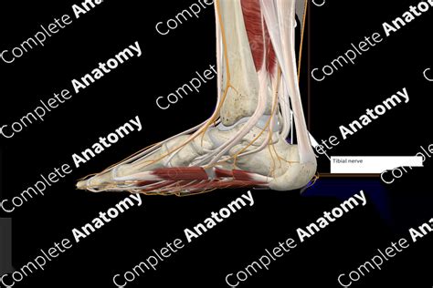 Tibial Nerve | Complete Anatomy