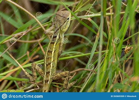 Closeup Of Oriental Garden Lizard Calotes Versicolor In Green Grass