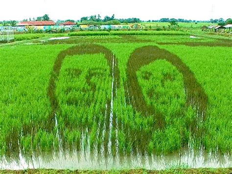 Rice Paddy Art Image Of President Duterte And VP Robredo