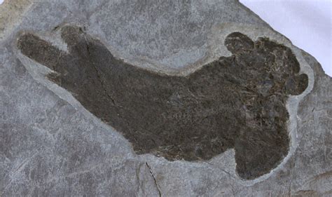 Pentlandia macroptera Lungfish Fossil