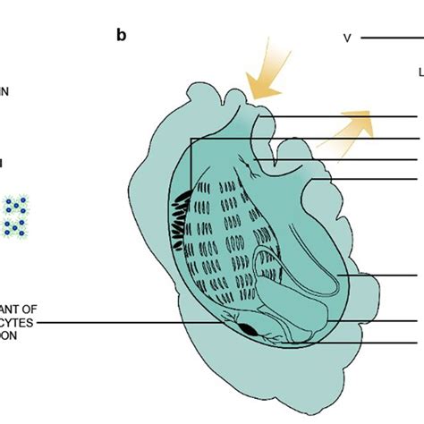 Experimental procedure and anatomy of the ascidian Styela plicata. a... | Download Scientific ...