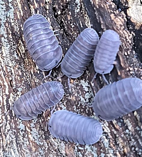 postpods blog     isopods