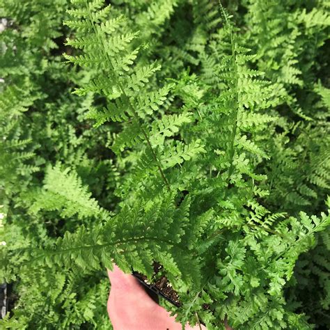 Athyrium Filix Femina Rotstiel Grandiceps Crested Lady Fern 35