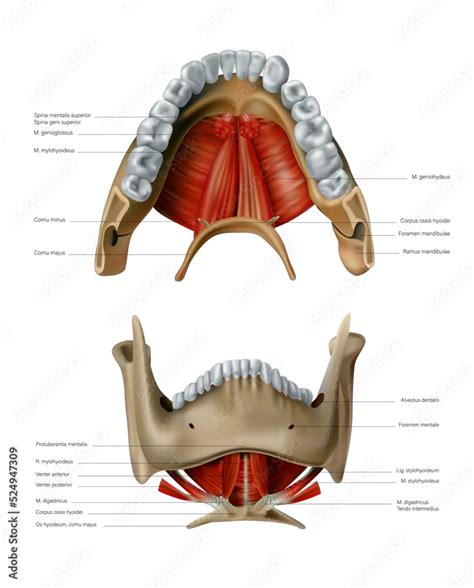 The Anatomy And Location Of The Bone And Hyoid Muscles Of The Human Lower Jaw Vector 3d