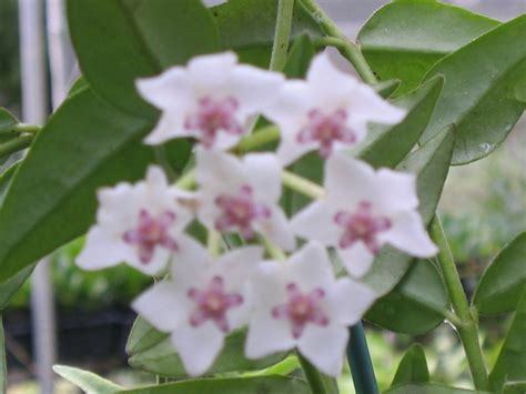 HOYA BELLA 75mm | Weslor Flowers Plant Nursery