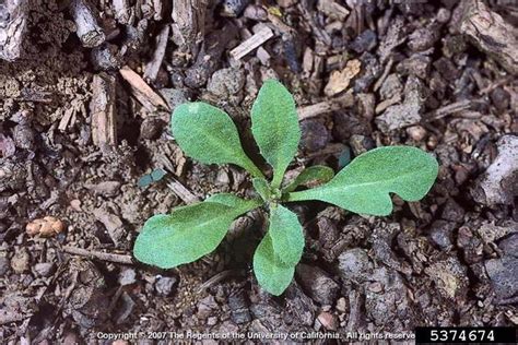 Shepherd’s Purse | Cornell Weed Identification