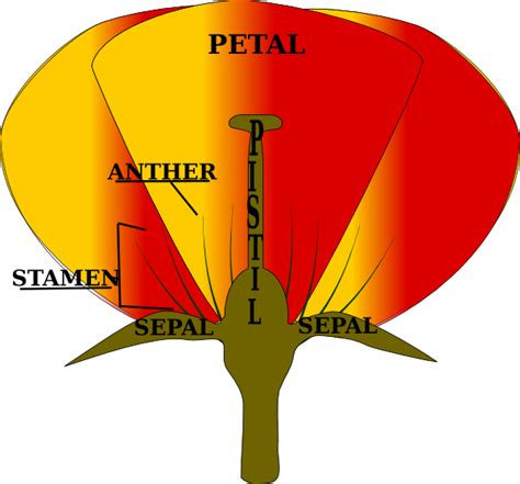 Parts Of A Flower Clip Art At Vector Clip Art Online