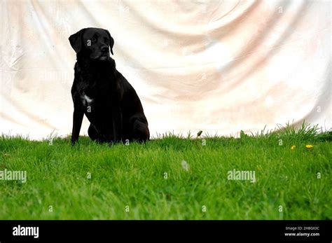 Black labrador cross hi-res stock photography and images - Alamy