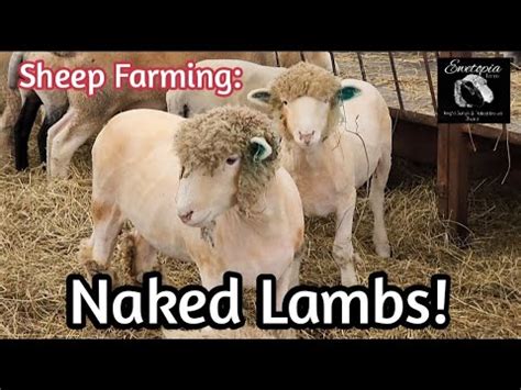 Sheep Farming Naked Lambs The Day After Shearing August 27 2022