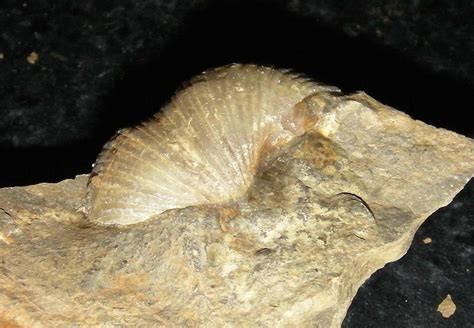 UK Fossil Collecting