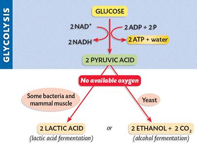 Pyruvic Acid To Lactic Acid