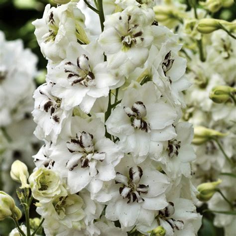 Black Eyed Angels Delphinium End Of Season Sale 25 Off J W Jung