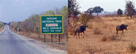 Mikumi Wildlife Camp, Mikumi - Tanzania - AfricanMecca Safaris & Tours