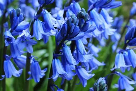 Semua Tentang Bunga Bluebell Ada Disini Blog Floweradvisor Indonesia