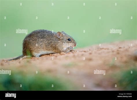 Hidalgo County Texas Hispid Cotton Rat Sigmodon Hispidus Feeding On