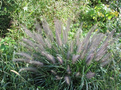 Maryland Biodiversity Project Black Fountain Grass Cenchrus