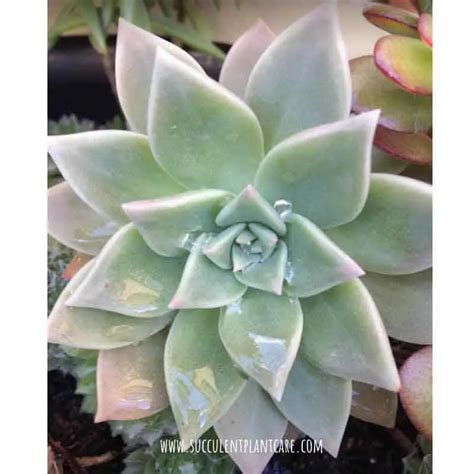 Ghost Plant Graptopetalum Paraguayense Care And Propagation Succulent