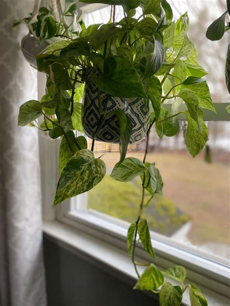 Variegated Pothos | Plant leaves, Indoor plants, Plants