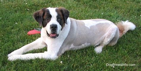 Great Dane Saint Bernard Mix