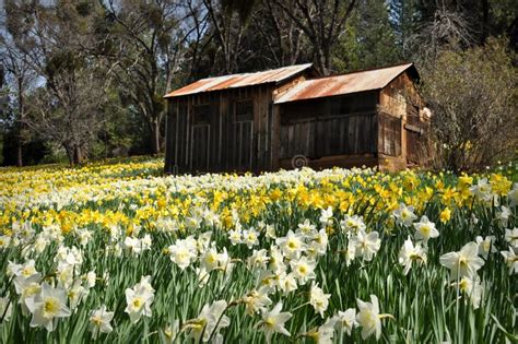 Cabin At Daffodil Hill California Stock Image Image Of Cultivation