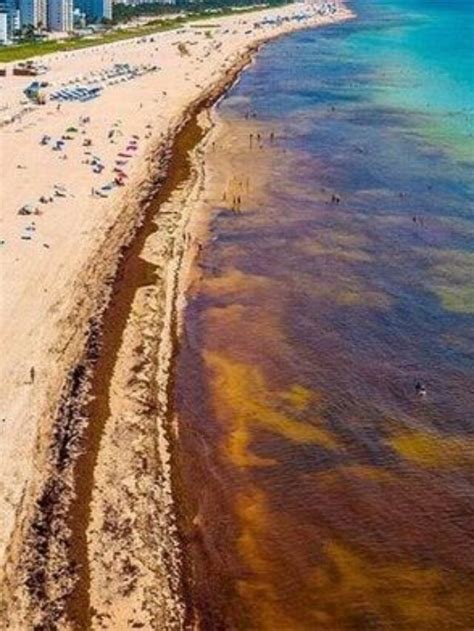 Floridas Sargassum Apocalypse A Massive Seaweed Blob Hits The