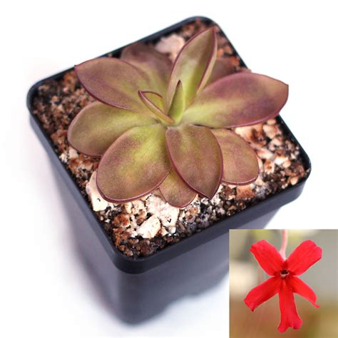 Pinguicula laueana - Mexican Butterwort | Curious Plant