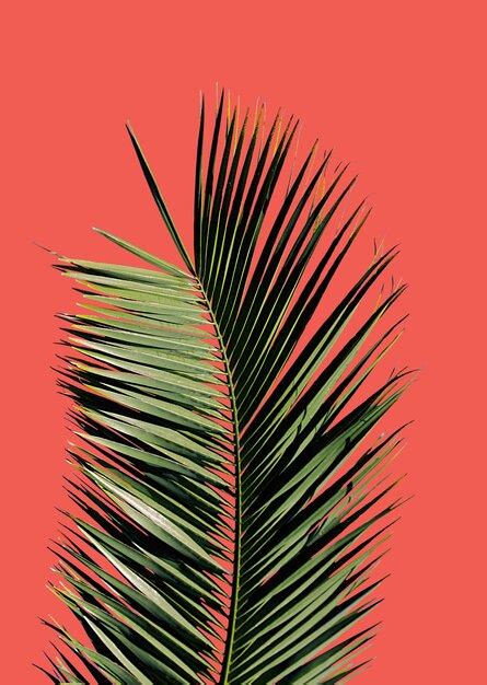 Premium Photo Palm Tree On Orange Background