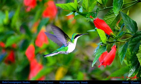 Purple Crowned Fairy Hummingbird Female Heliothryx Barro Flickr