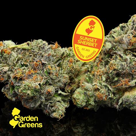 Buy Sunset Sherbert Whole Flower Online Curaleaf Edgewater Park