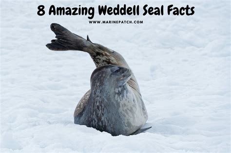 8 Amazing Weddell Seal Facts - MarinePatch