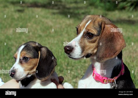 A Cloned Fluorescent Dog Ruppy R A Seventeen Month Old Beagle And