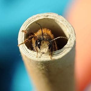 Super Idee Er Set Pappr Hrchen F Llung F R Insektenhotel