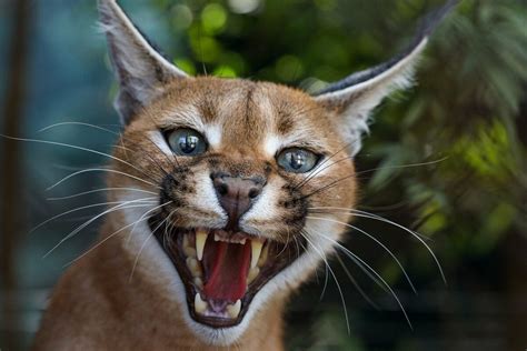 Caracal Cat Animals Around The Globe