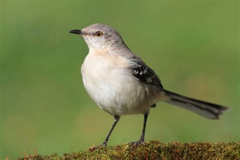 11 Birds That Chase Cats Photos Facts Bird Nature