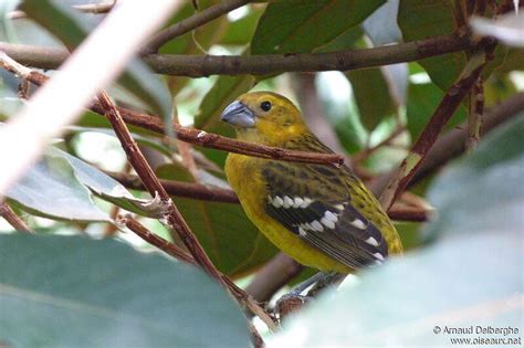 Yellow Grosbeak Pheucticus Chrysopeplus Adel259206