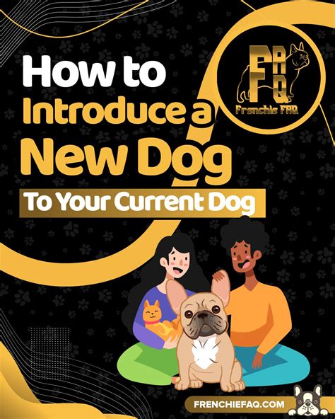 7 Tips To Introduce Your Current Dog To A New Dog Frenchie Faq