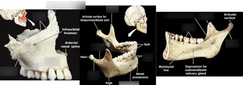 Diagram of Maxilla and Mandible | Quizlet